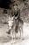 Frank Jones Bisbee (1879-1957)